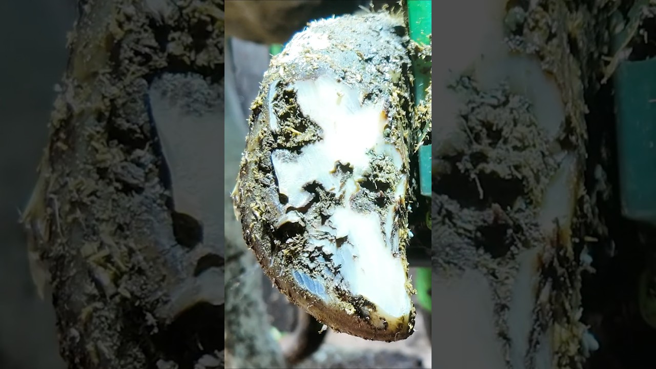 There is a MAJOR ISSUE in this HOOF!