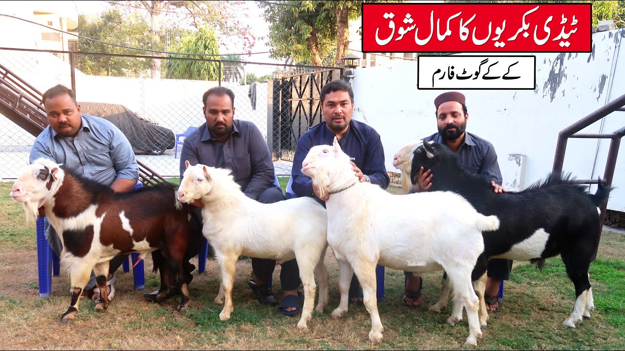 Best Ablak & White Teddy Goats Of KK Goat Farm Lahore 2025