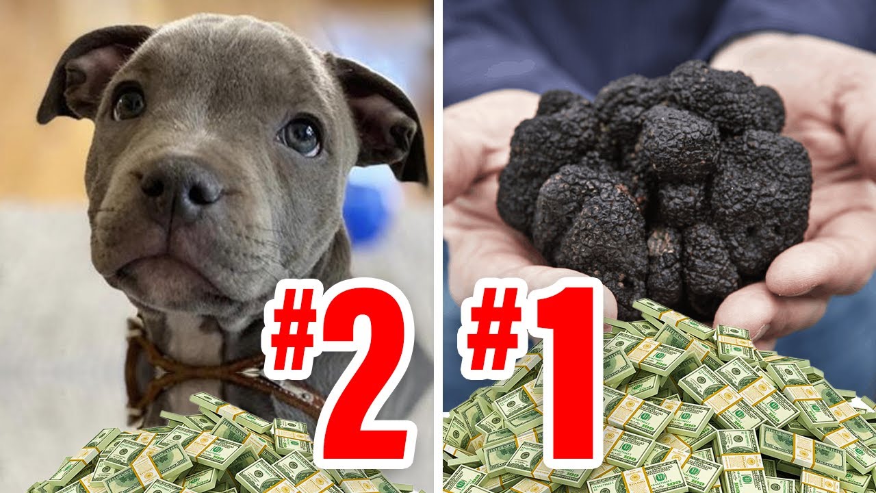 Most Profitable Small Farm Ideas You NEED To Know About!