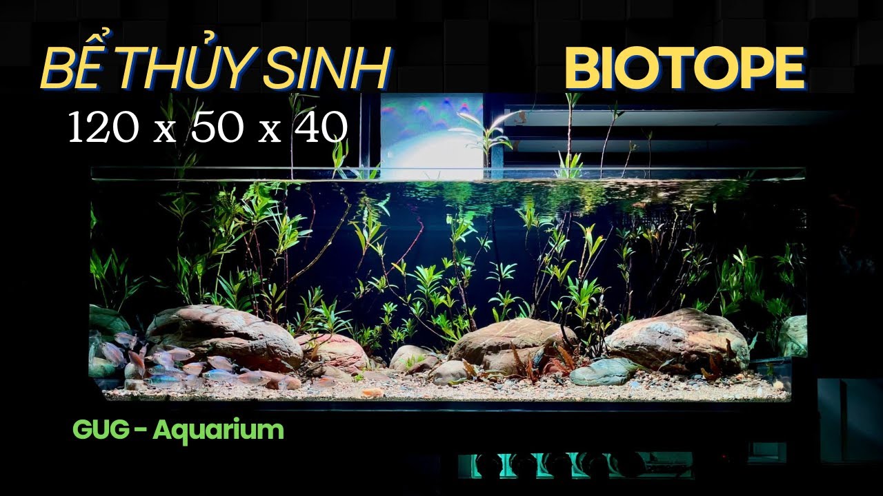 Bể Thủy Sinh | BIOTOPE |120x50x40 | GUG Aquarium