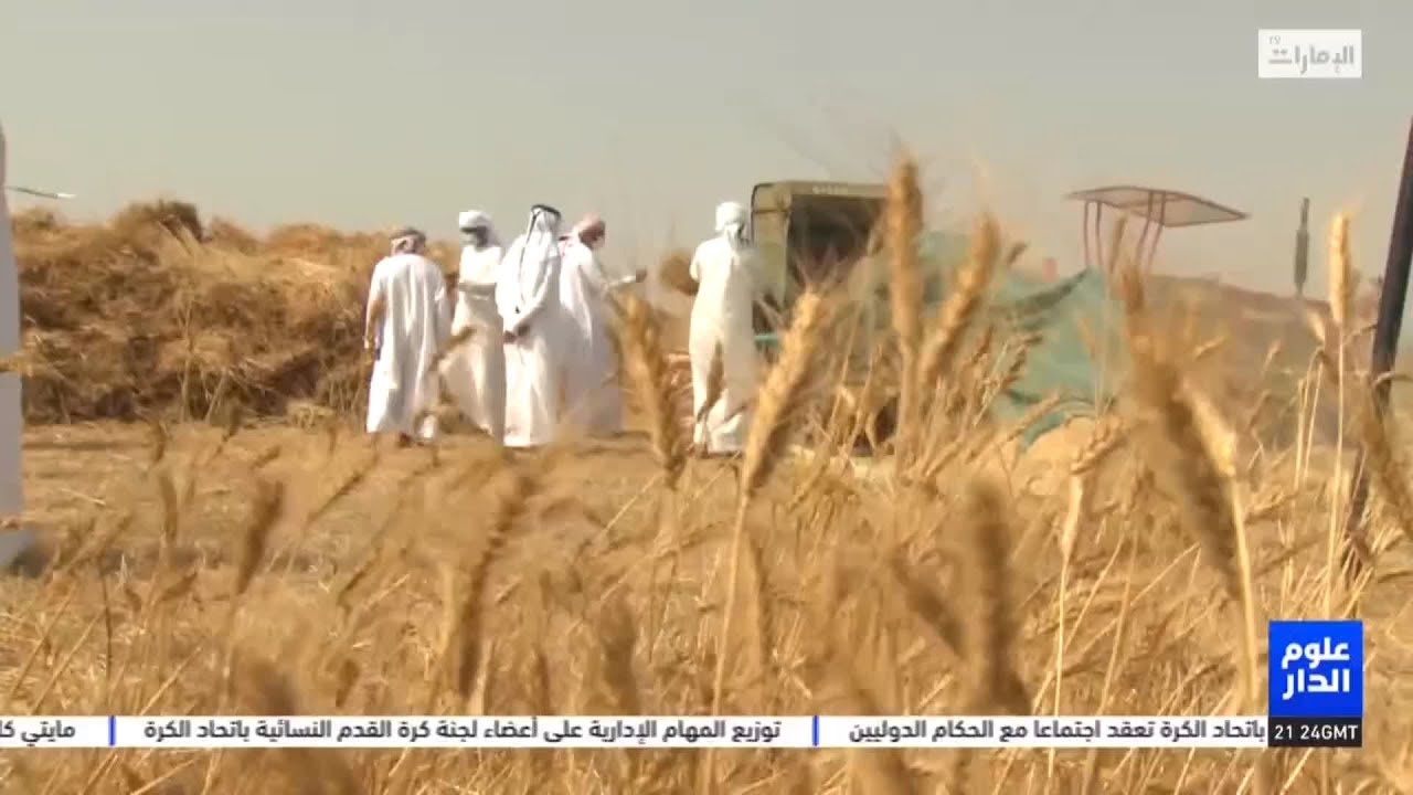 حصاد القمح الجبلي عادات تراثية وأهازيج شعبية من الزمن الجميل