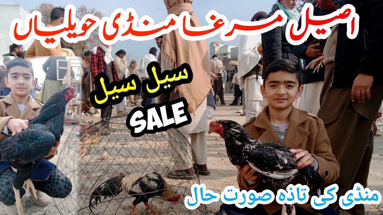 Aseel Murga Mandi Hawelian Visit Vlog || Black Aseel, Java, Lakha, Heera Murga || Cheapest price