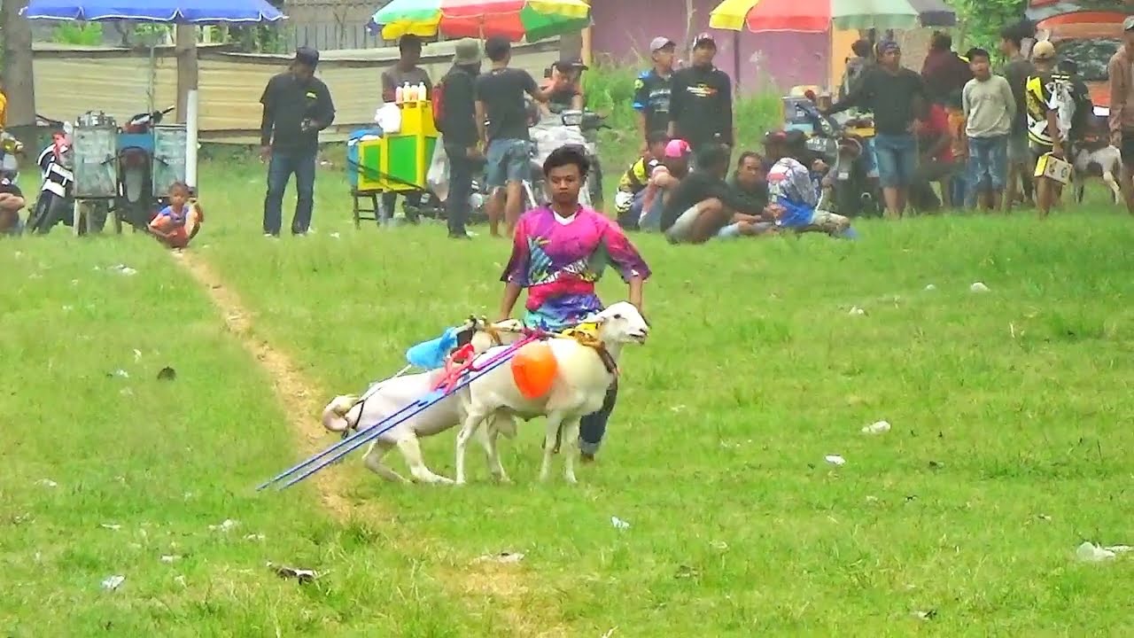 full durasi, lomba kerapan kambing 100 event walikota Probolinggo