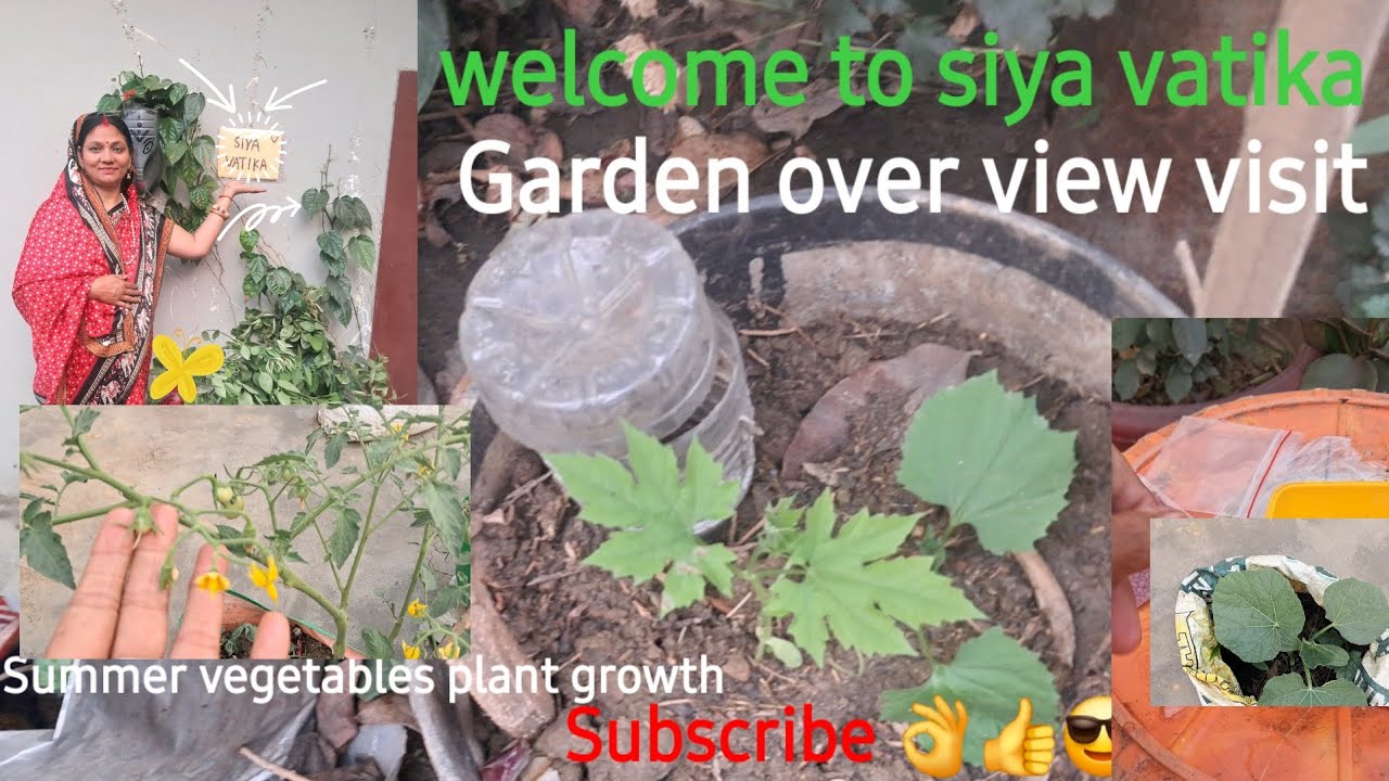 kitchen garden  summer vegetables plants growth #karela plants and all summer vegetables plants view