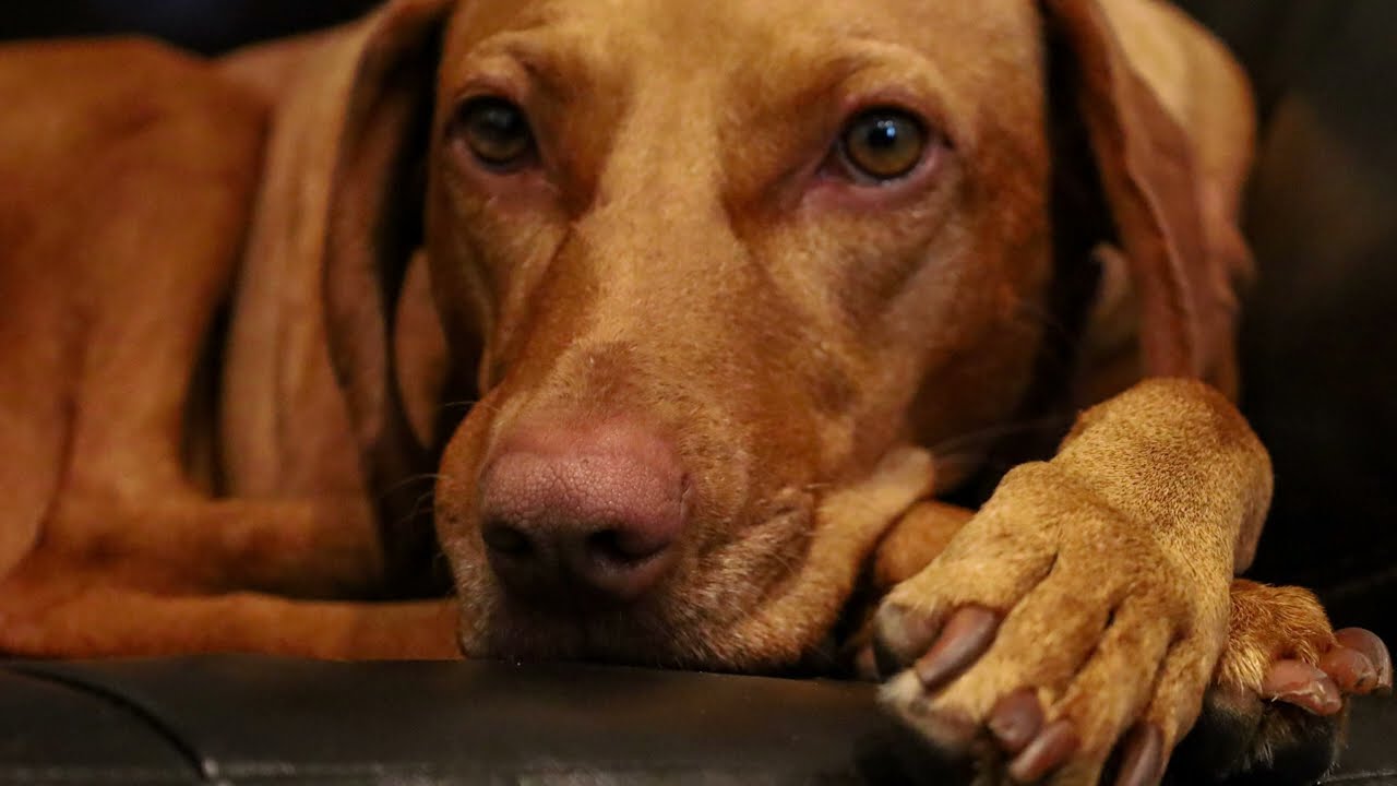 Can You Trust a Vizsla?
