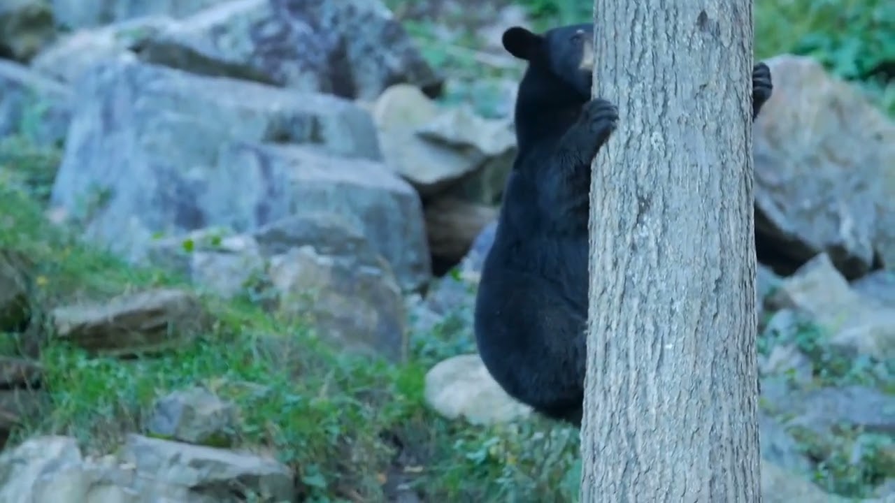 7 Surprising Black Bear Facts You’ll Love 🐻