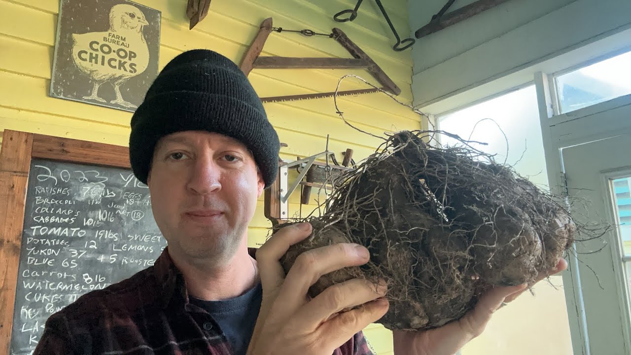 Live Yam Harvest and Keeping Tropical Roots through Winter