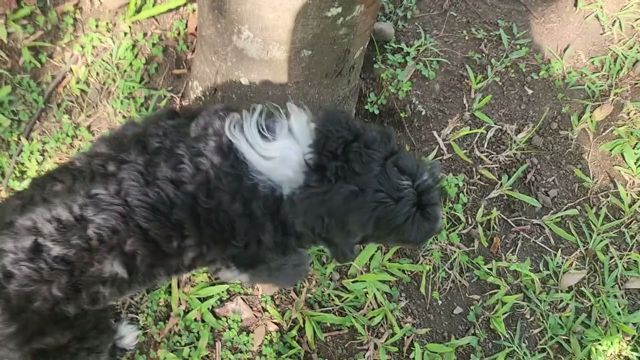 Coucou de Jackson au parc de Paofai. Un perroquet heureux &agrave; Tahiti
