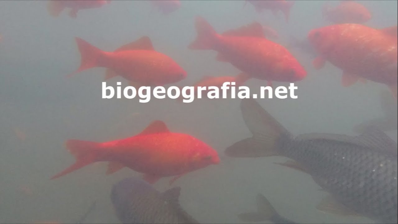 Peces. Carpín dorado, carpa dorada o pez dorado (Carassius auratus)