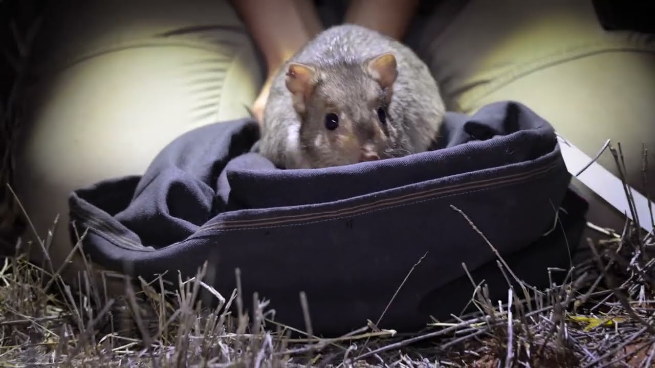 2022 Wildlife Release Compilation