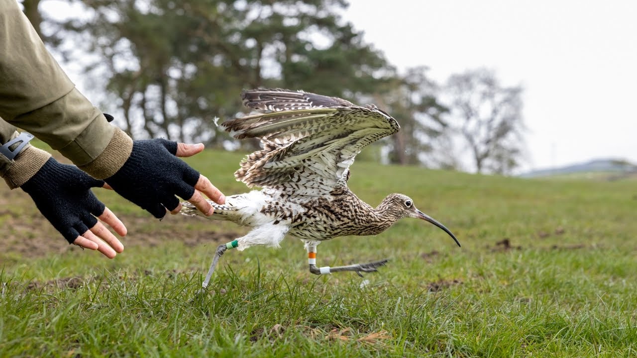 WEBINAR: Tracking Curlews