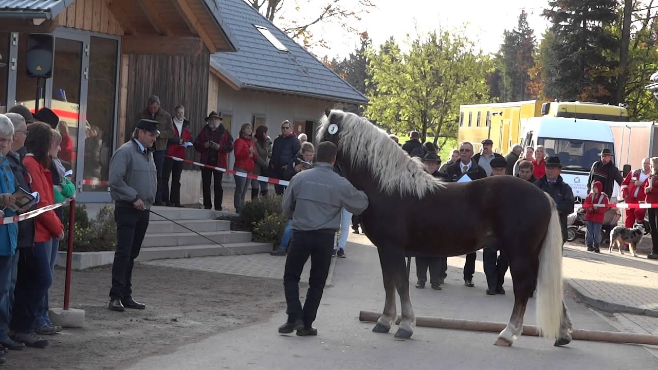 Rubinrot - Schwarzwälder Kaltblut Körung 2015 in Sankt Märgen