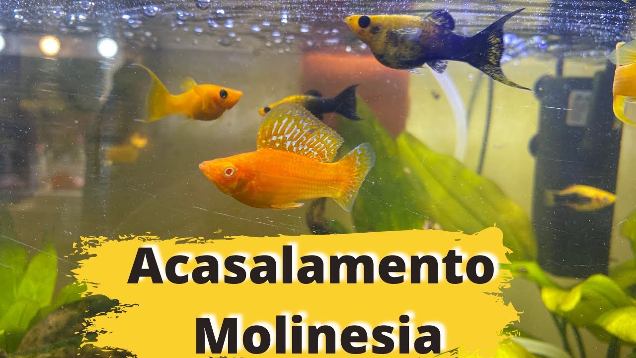 Molinésias acasalando