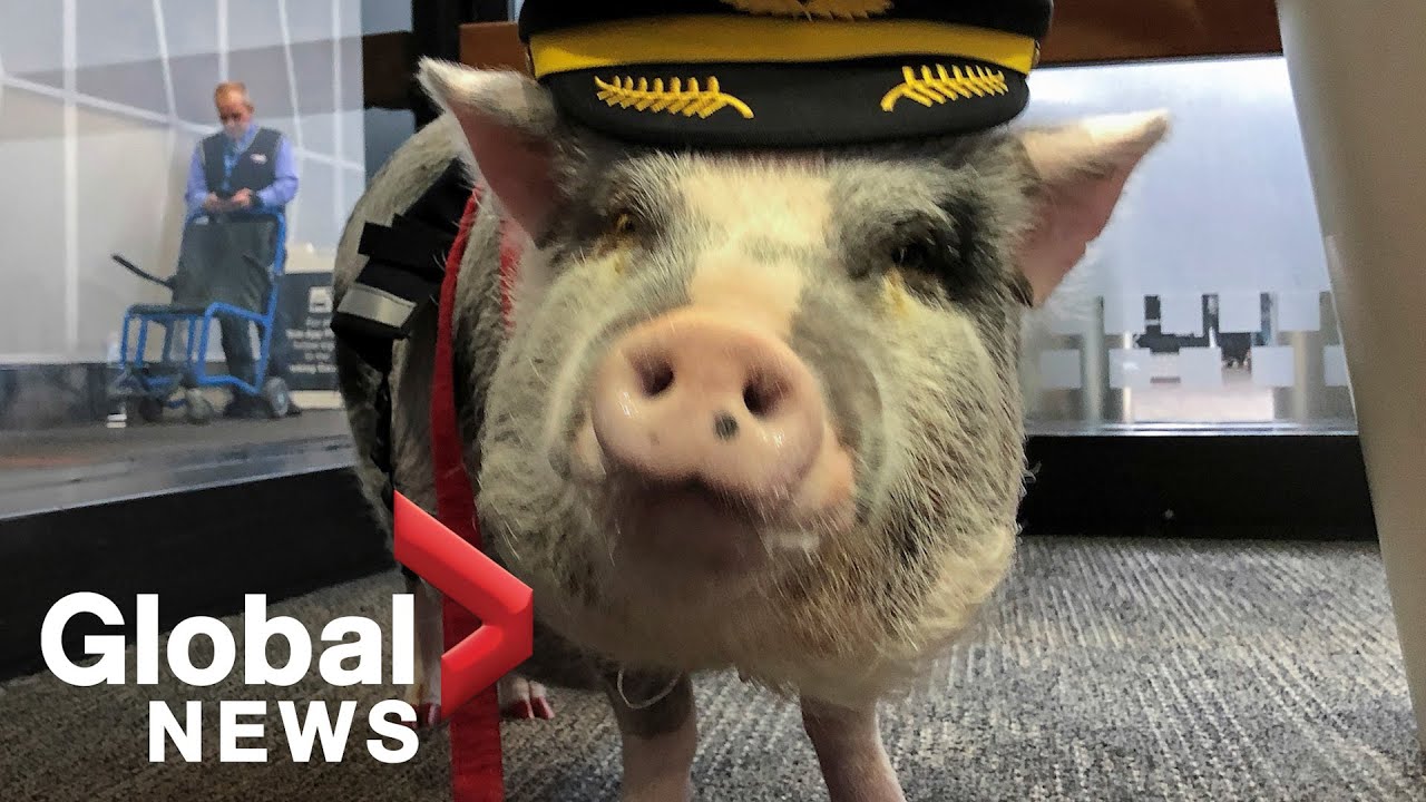 Airport therapy animals helping to reduce travel stress