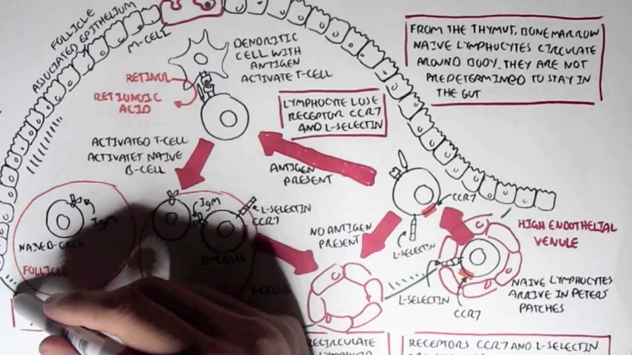 Part I - Mucosal Immunity