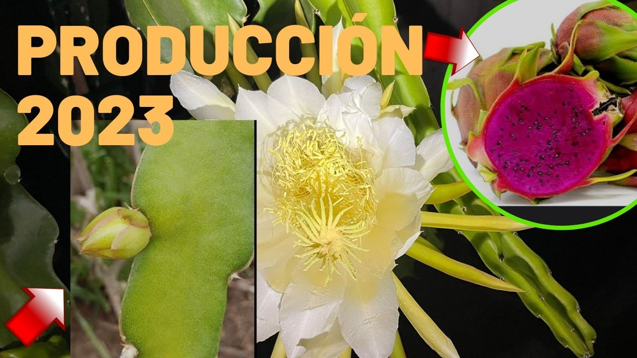 Cómo prepara a mis plantas de PITAHAYA para una buena floración y producción 2023🐉Botones florales😱