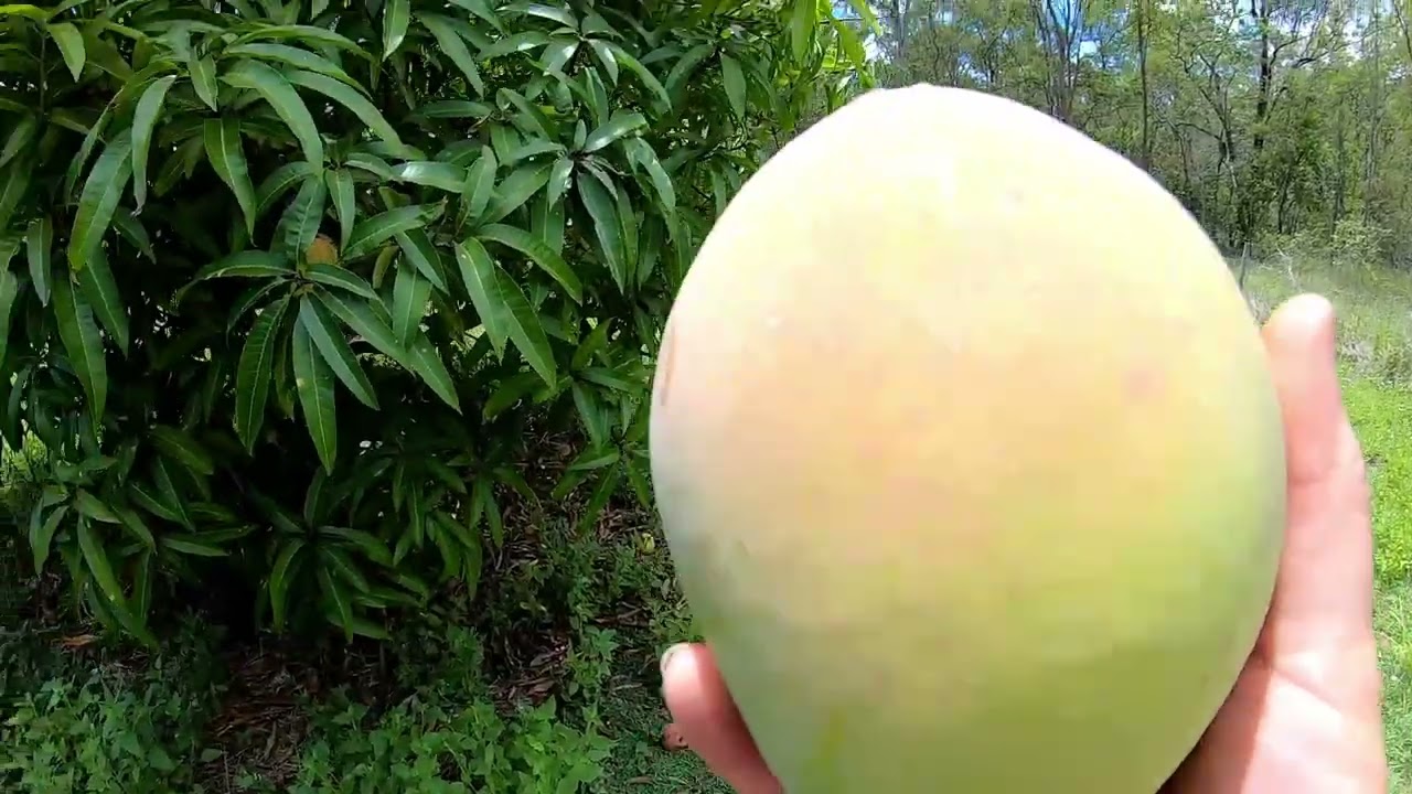 Making a mango picker out of junk