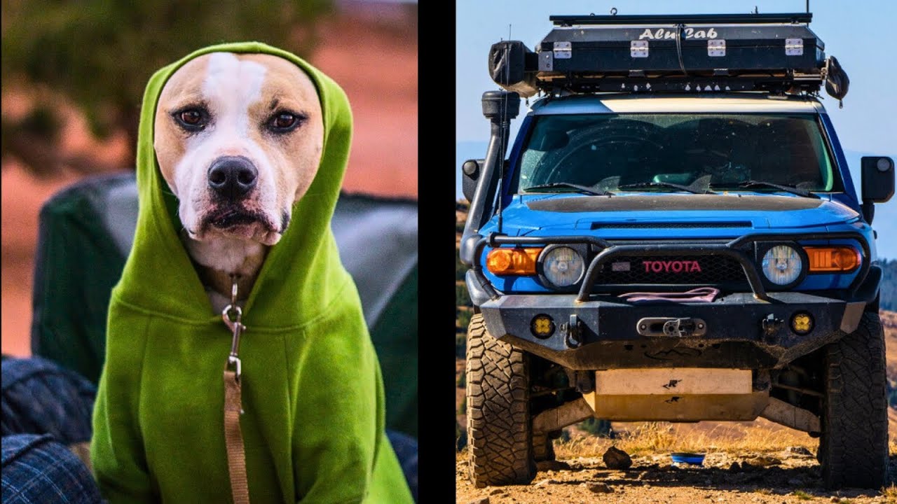 Essential Tricks for Overlanding with Your Dog