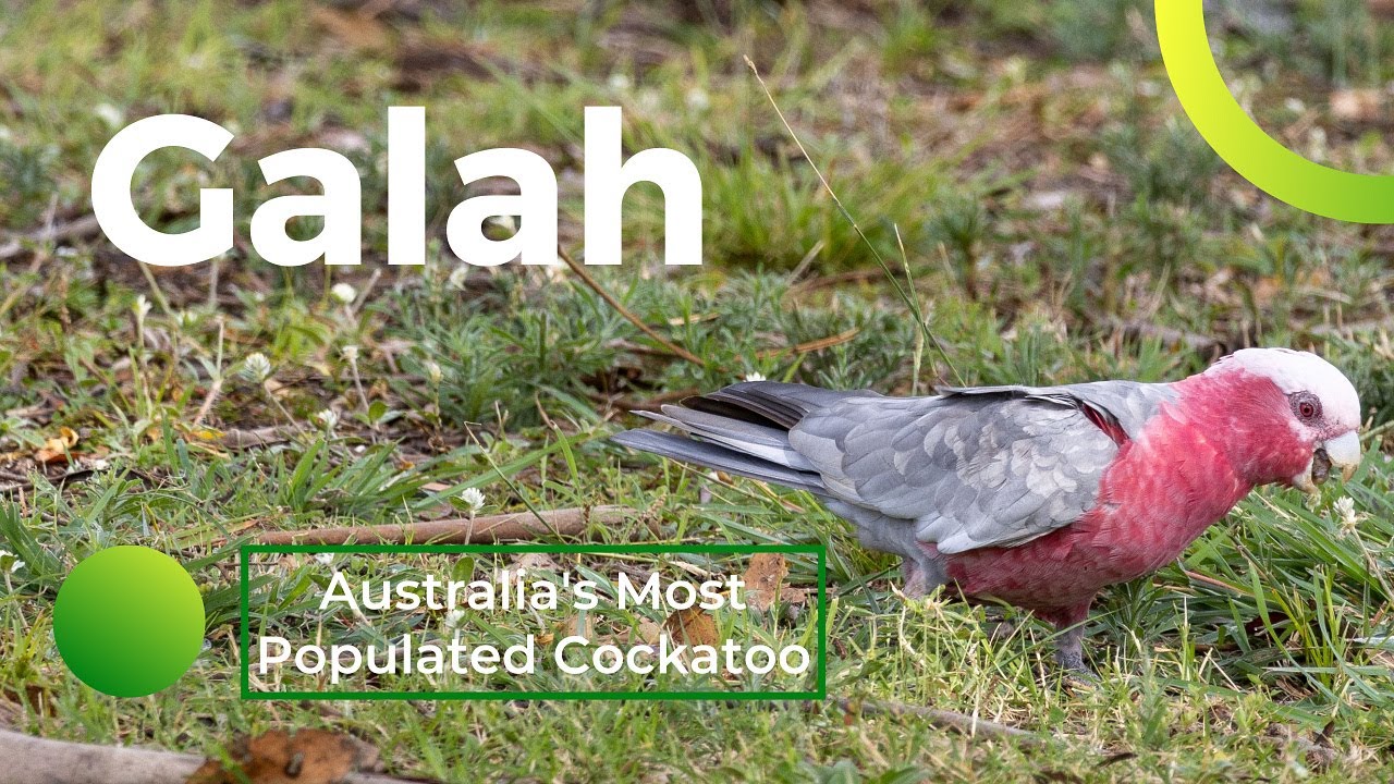 Galah, Australia's Most Populated Cockatoo Bird