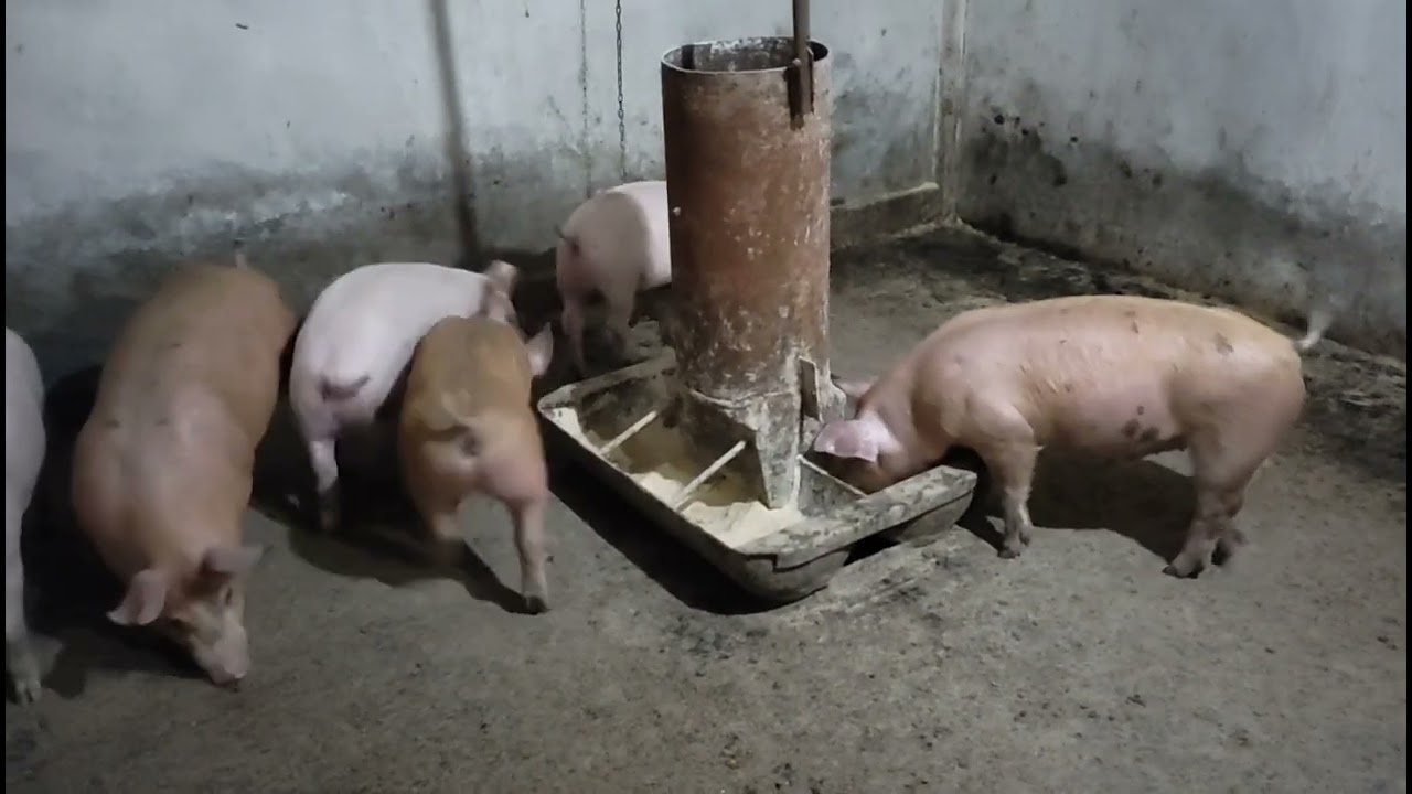 бізнес на свинях з чого почати з нуля