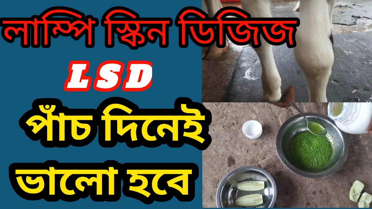 L S D লাম্পি স্কিন ডিজিজ ভালো করার ঘরোয়া উপায় । পাঁচ দিনেই সুস্থ হবে।