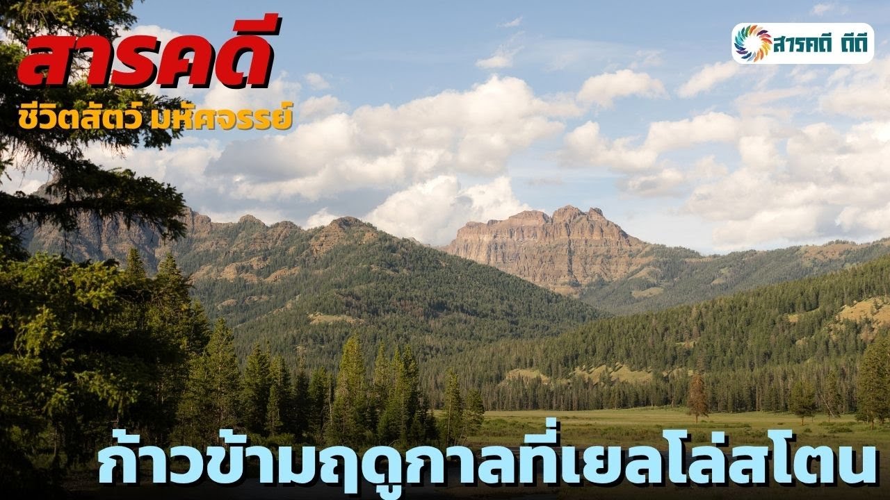 สารคดี ก้าวข้ามฤดูกาลที่เยลโล่สโตน | สารคดีชีวิตสัตว์ มหัศจรรย์
