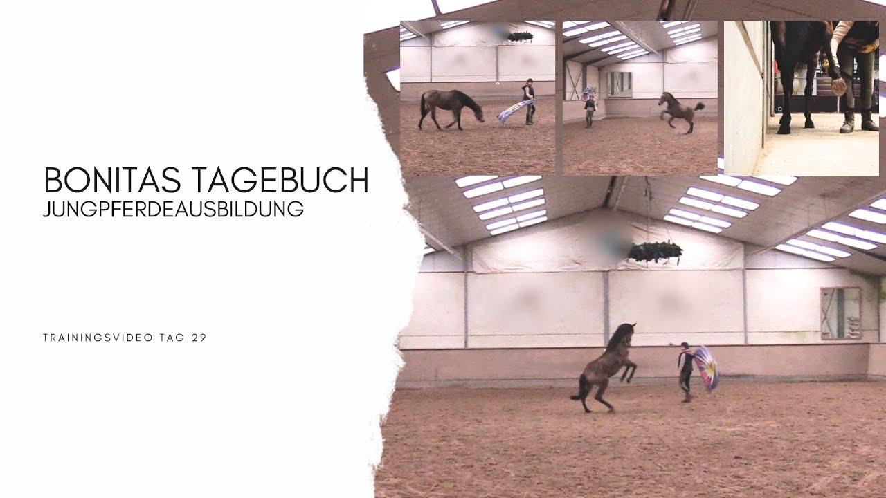 Bonitas Tagebuch - Jungpferdeausbildung Tag 29 (Die Fahne)