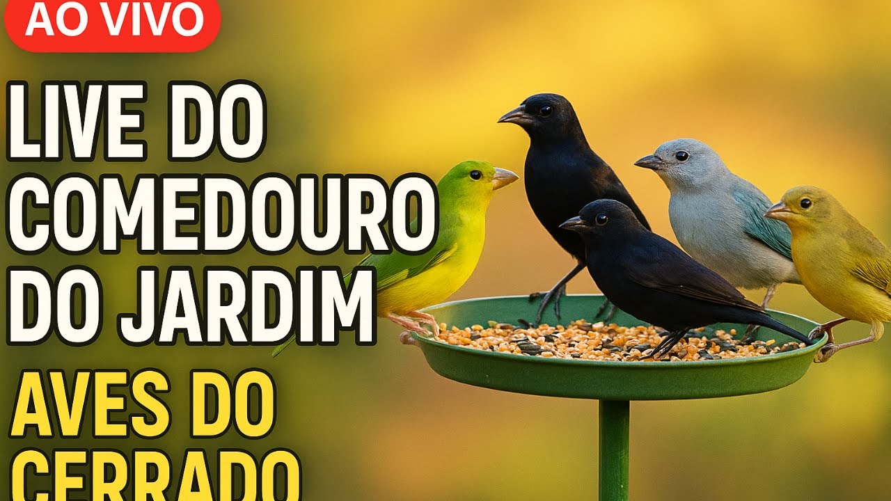 Comedouro ao Vivo | live noturna iluminacao nova – Bird Feeder Brazil🐦 26 12v2025
