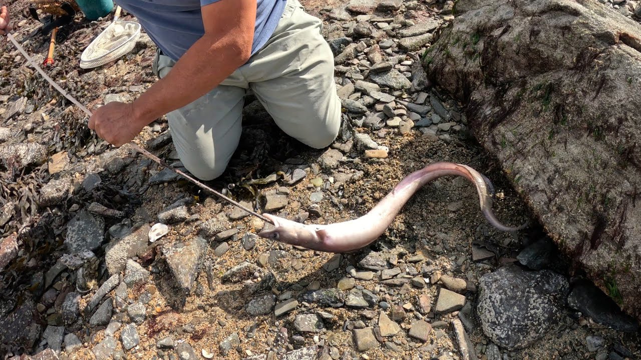 Pêche à pied : grandes marées à Cancale !