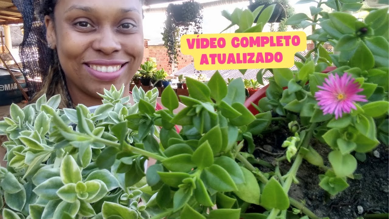 COMO CUIDAR DA ROSINHA DE SOL ATUALIZADOS/VEJA O RESULTADO