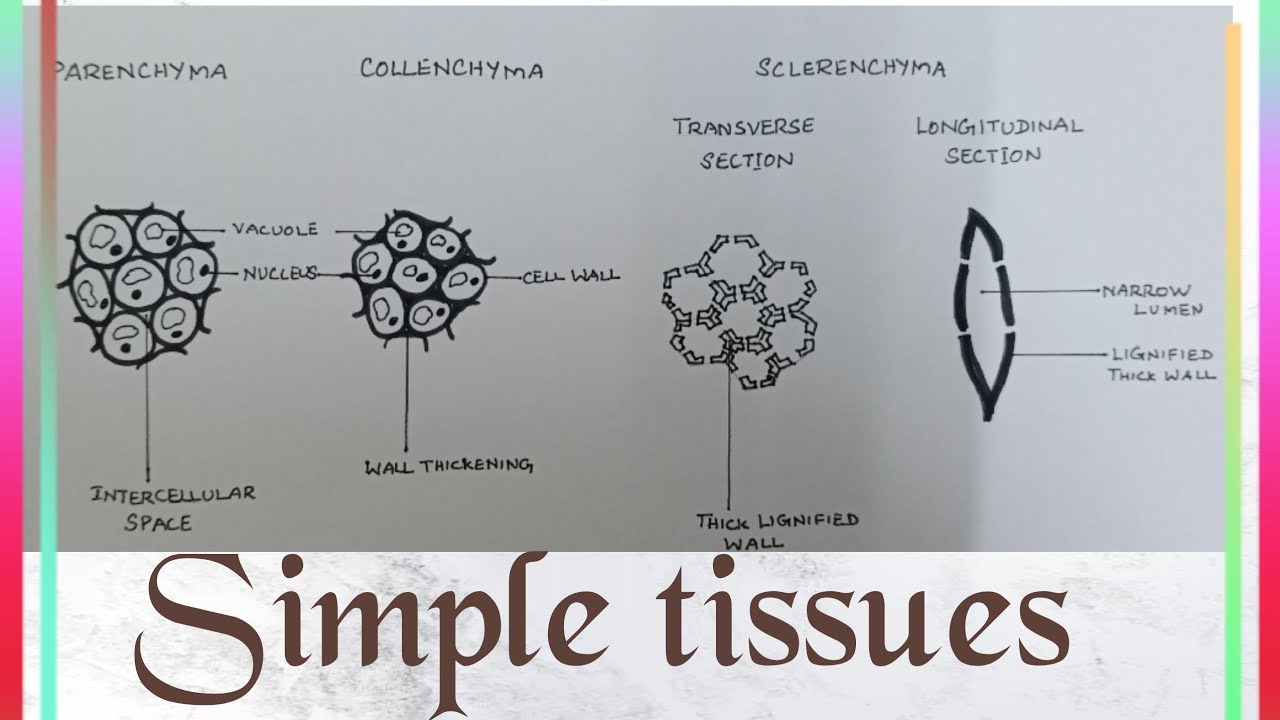 How to draw VARIOUS TYPES OF SIMPLE TISSUES || class 9 science