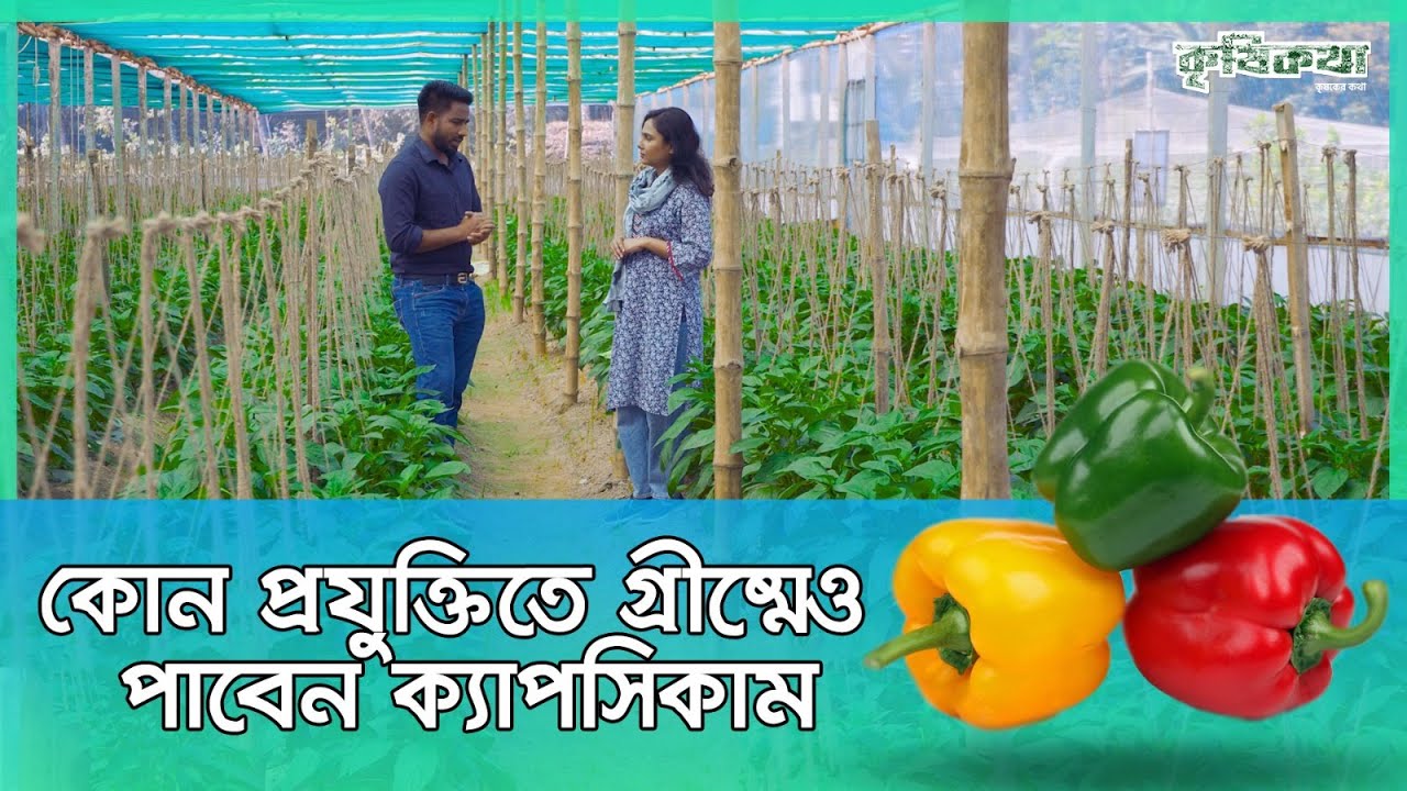 স্মার্ট চাষি সামিউল ইসলামের ক্যাপসিকাম চাষ পদ্ধতি।