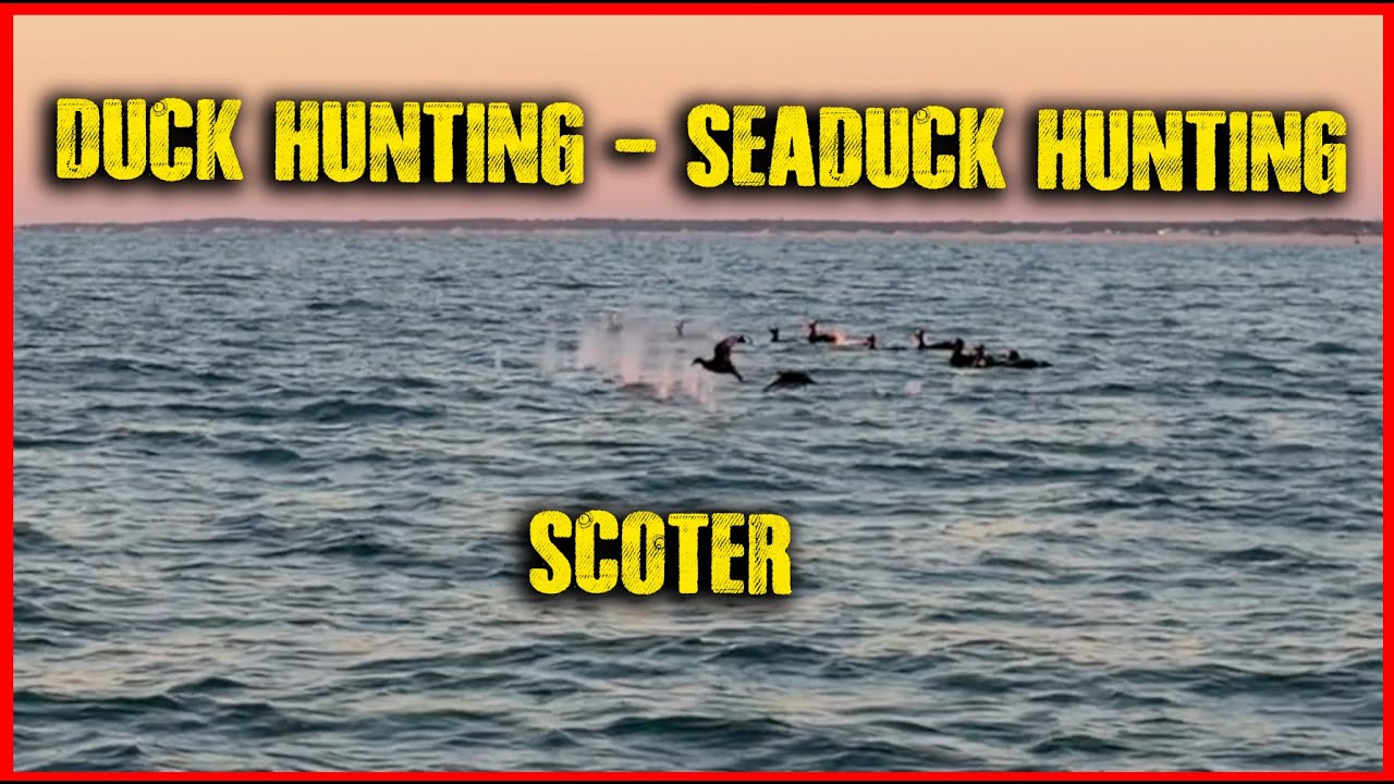 Duck Hunting - Seaduck Hunting - Sea Duck Hunting