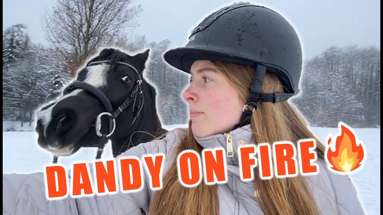 ERSTER SCHNEE-AUSRITT 😱❄️ Hindernis am Weg & hat sich Dandy verletzt?! 🐴