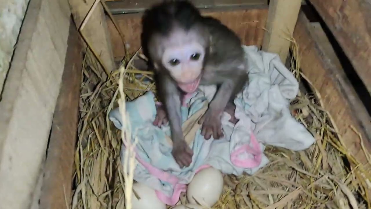 Baby monpai salah kandang