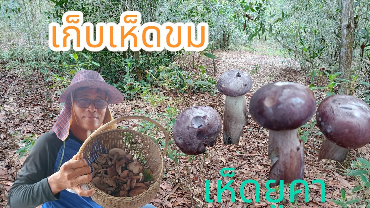 #เก็บเห็ดขม#เก็บเห็ดยูคา#ฤดูหาเห็ดป่า#ฅนหลังคัน