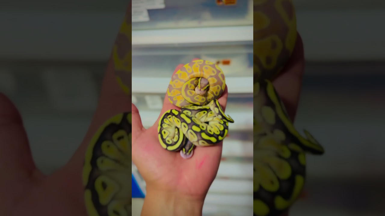 Pitón bola bebé  