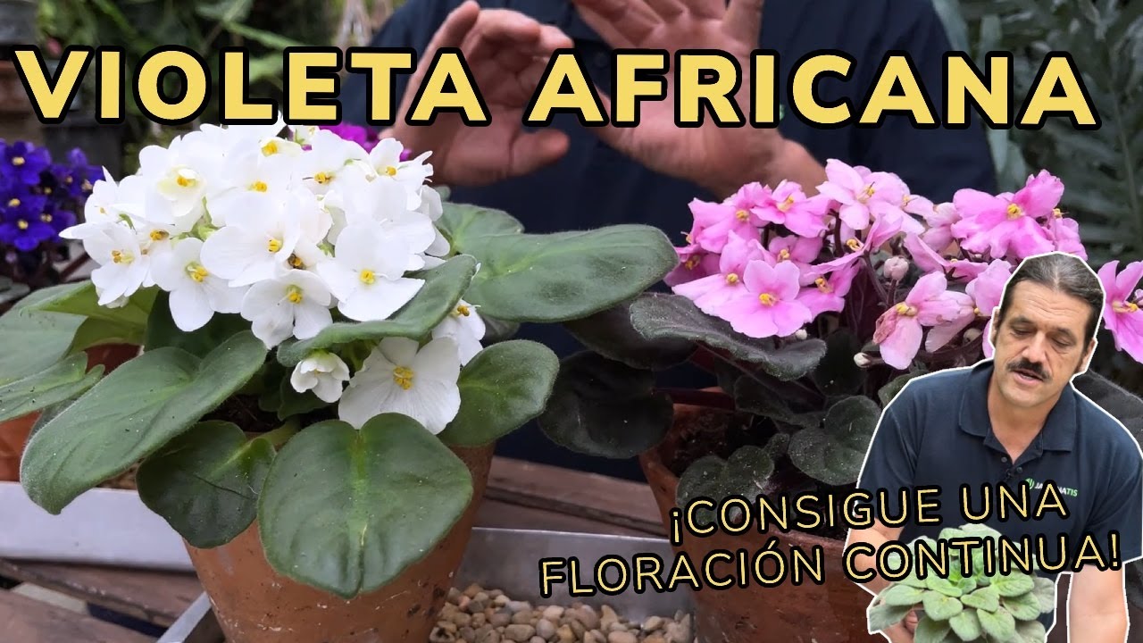 Cómo cuidar la VIOLETA AFRICANA // ¿Por qué no florece? - Jardinatis