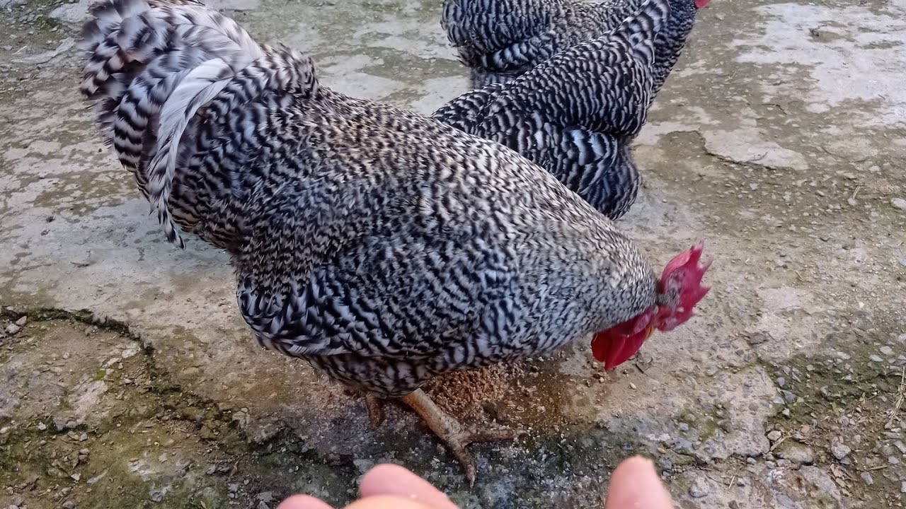 جولة داخل المزرعة 