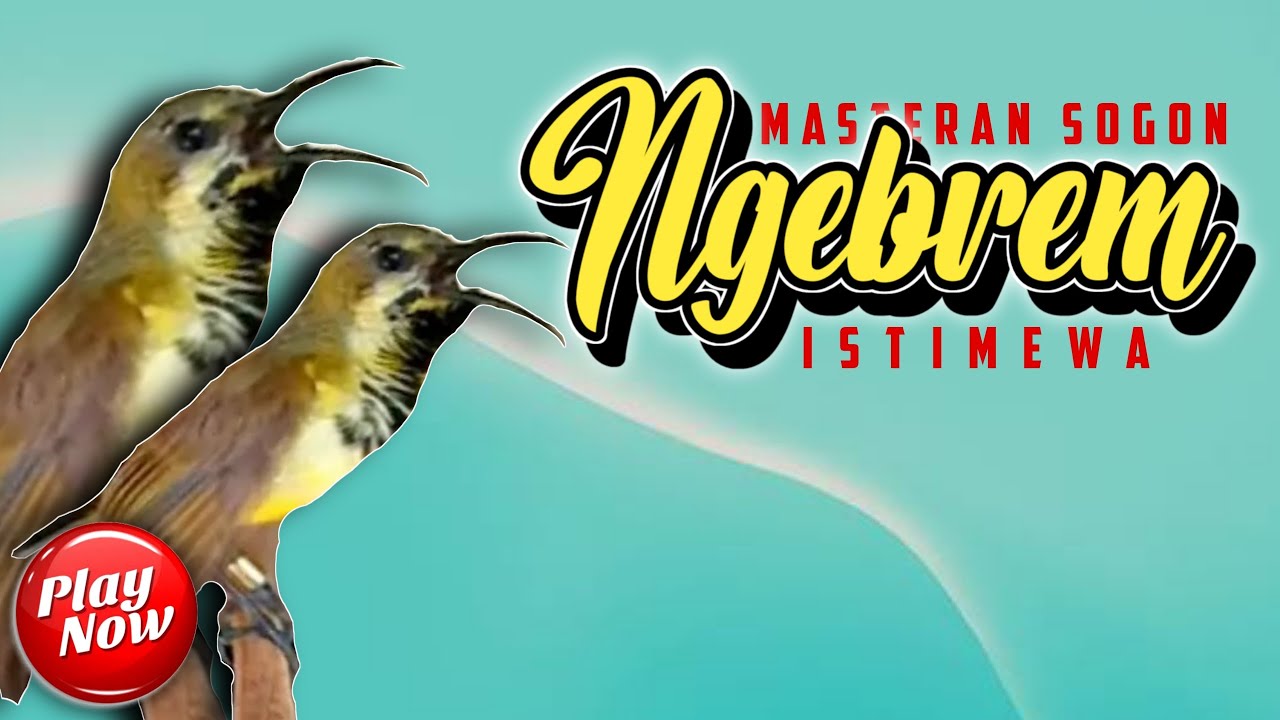 🔴 LIVE Masteran SOGON Ngebrem Materi Istimewa Untuk SOGOK ONTONG #masteransogon