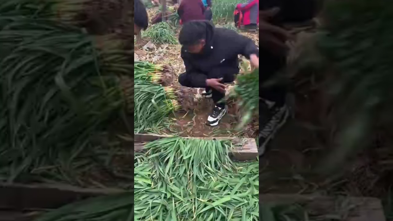 Trimming Green Garlic: Efficient Post-Harvest Processing