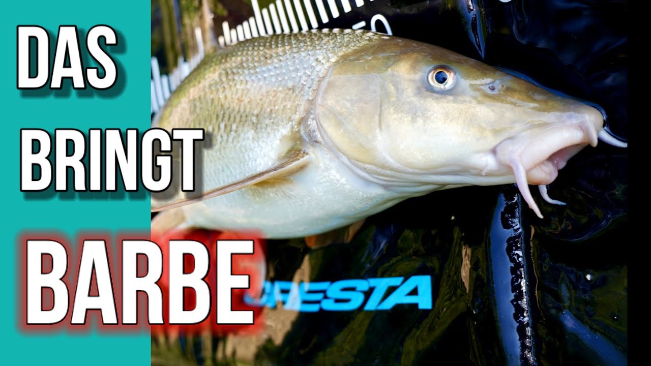 Barben am Rhein!!! das bringt fisch !