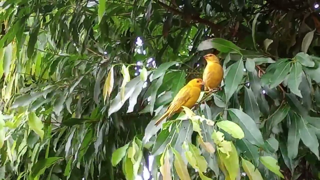 casal de canário muito lindo cuidando dos filhotes.