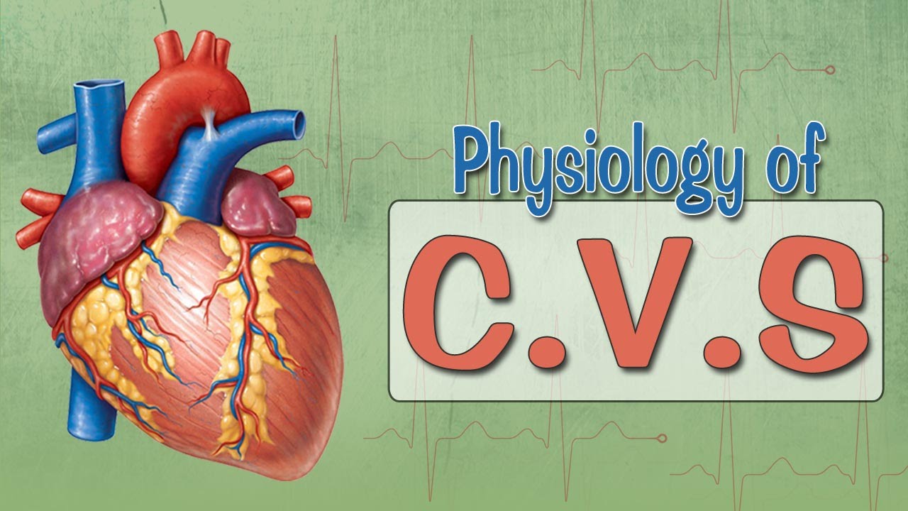 Easy Physiology | C.V.S | Introduction