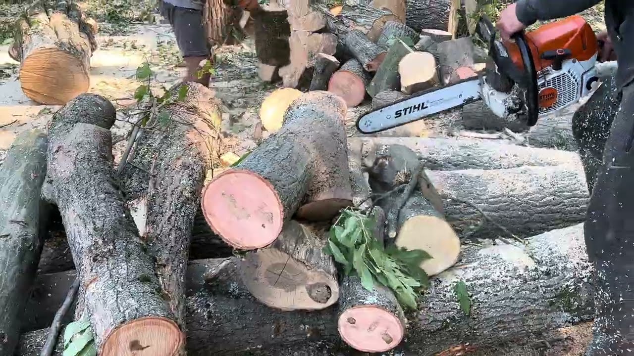 💯STIHL МS 462 c-m💪💪💪