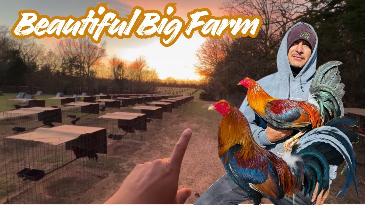 Beautiful Shape Chicken Coop Free Range Outdoor Indoor Big Farm