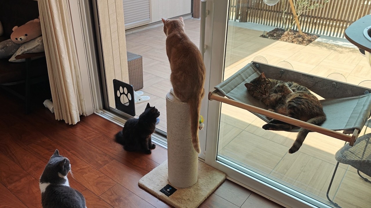 猫と6年間暮らして明らかに変わったこと