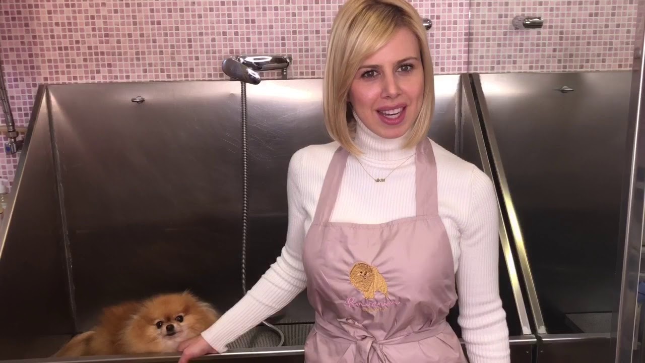 Peluquería pomerania. Pomeranian grooming / Como lavar a tu pomerania para conseguir más volumen!