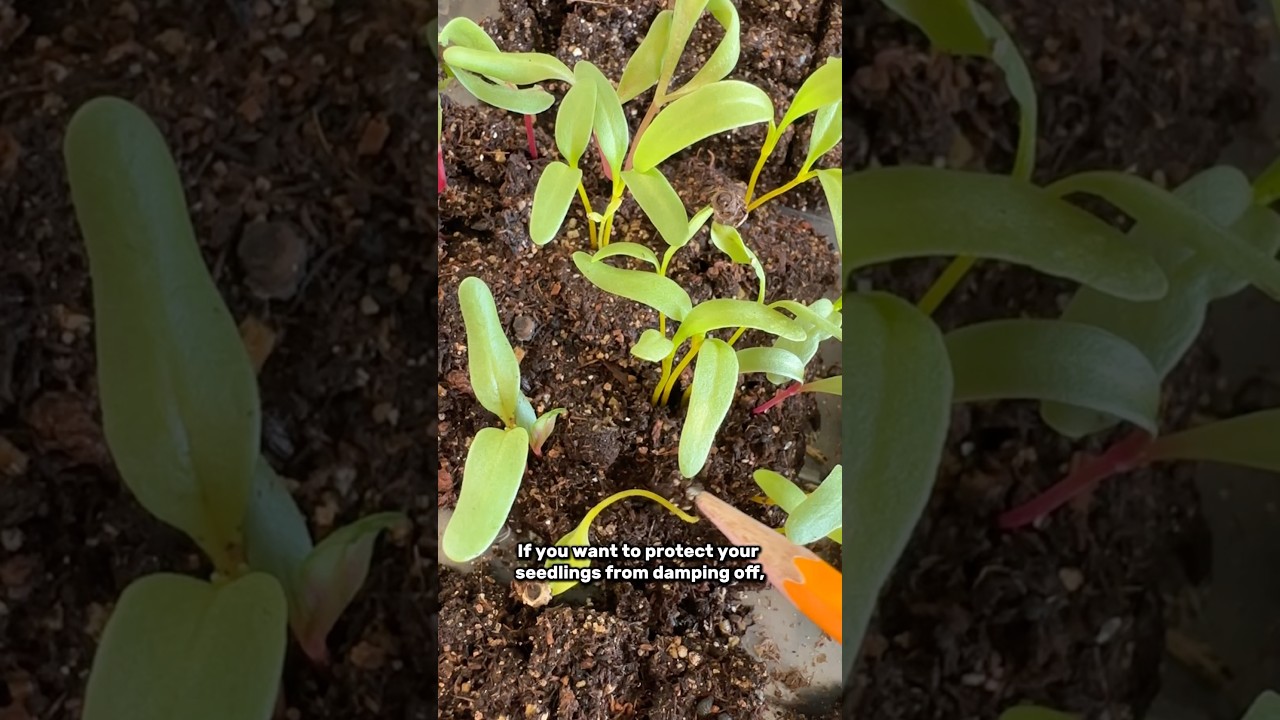 Damping Off Explained: Prevention Tips for Healthy Seedlings
