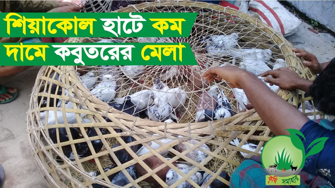 28-সিরাজগঞ্জের শিয়ালকোল হাটে বিভিন্ন রকমের কম দামে কবুতরের মেলা